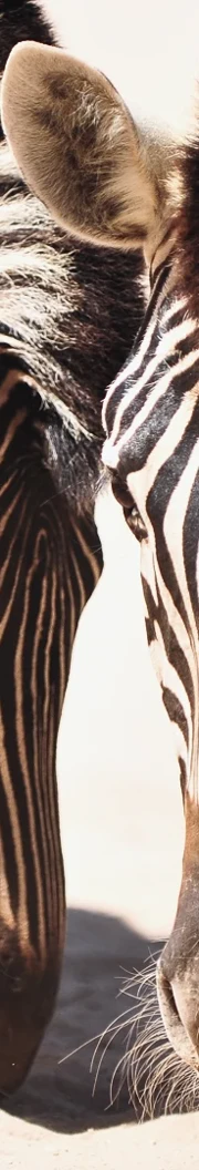 Embracing the spirit of adventure